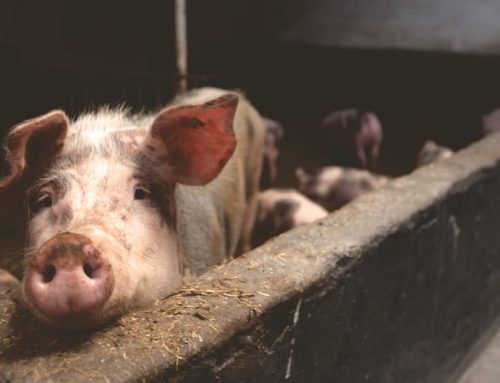 Raten Sie mal: Was ist THE PIG?