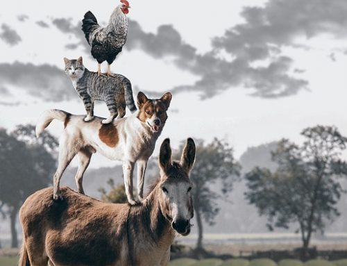 Basel III-Auflagen: Das Eigenkapital-Märchen