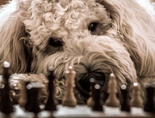 Factoring als Strategie