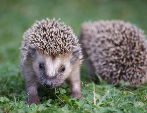 Kredit für Neugründung