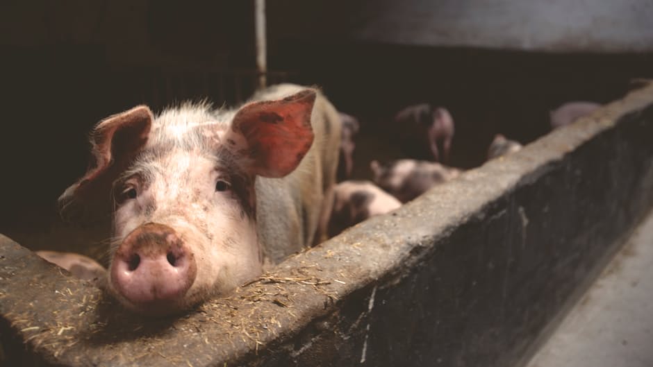 Raten Sie mal: Was ist THE PIG?